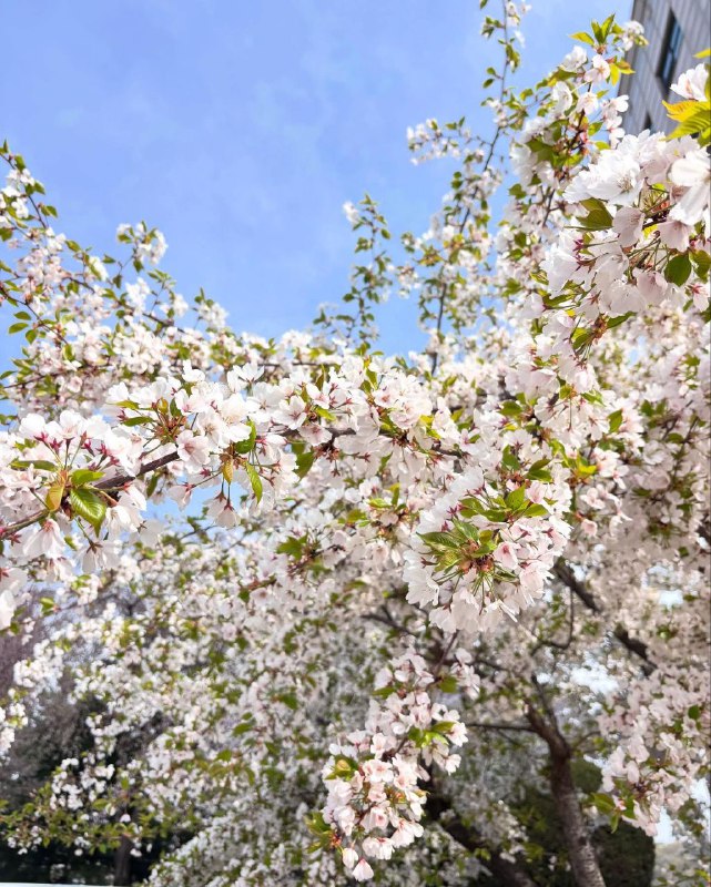 Sakura 25/04/12 #murmurSakura 25/04/12 #murmur