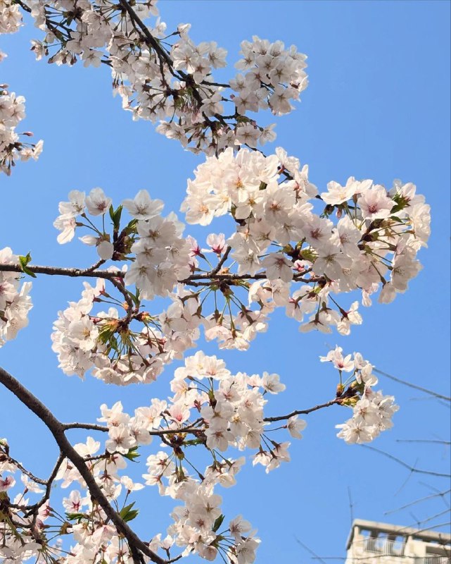Sakura 25/04/12 #murmurSakura 25/04/12 #murmur